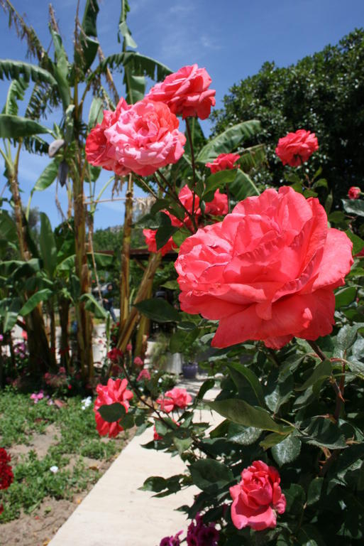 Paradise Garden Gumusluk Evleri Aparthotel Buitenkant foto